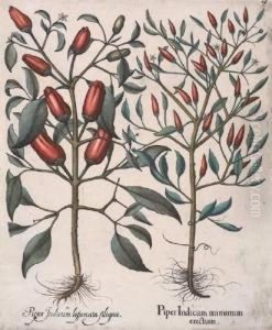 Piper Indicum by Basilius Besler