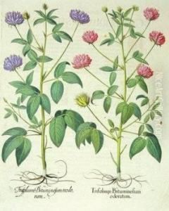 Trifolium Bituminosum Odoratum; Lichnis Sylvestris Flore; Caryophyllus Multiplex by Basilius Besler