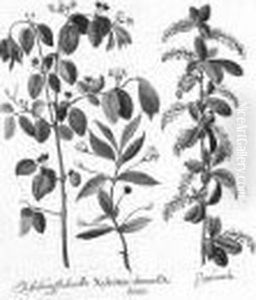 [hortus Eystettensis. Eichstatt E Norimberga: Fine Del Secolo Xvii-inizio Del Xviii ] by Basilius Besler
