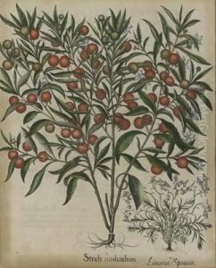 Strich Nodendron by Basilius Besler