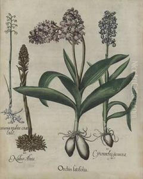 Orchis Latfolia - view 1
