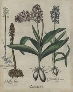 Orchis Latfolia by Basilius Besler