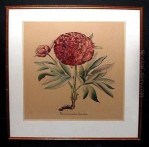 Peonia Polyanthos Flore Rubro And Caryophyllus by Basilius Besler