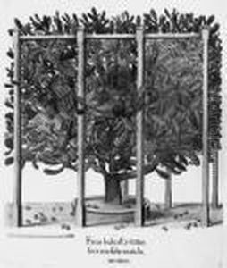 Hortus Eystettensis Hortus Eystettensis