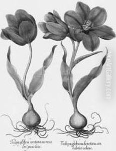 Hortus Eystettensis: Tulipa Globosa Ferotina Cinabrio Colore