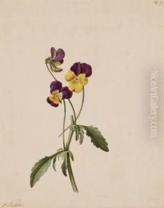 Pensees Violettes Et Jaunes