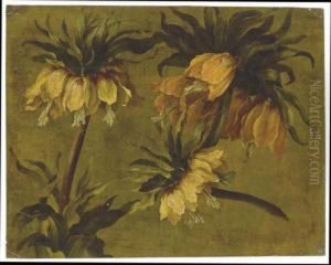 Fritillaria Imperialis by Pancrace Bessa