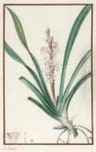 A Botanical Study by Pancrace Bessa