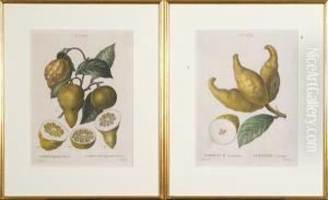 Citrus Bigaradia Bizarro by Pancrace Bessa