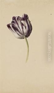 Tulipe Bicolore Violette Et Blanche by Pancrace Bessa