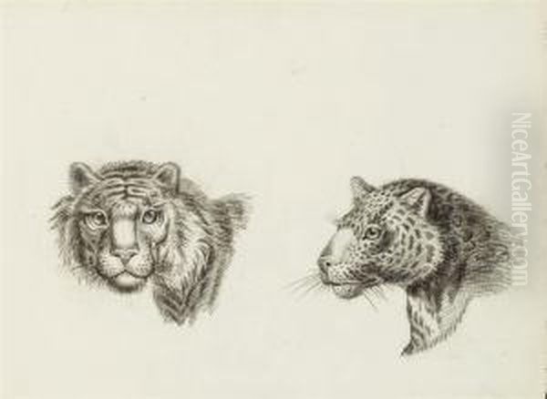Deux Tetes De Tigre, L'une De Face, L'autre De Profil - view 1