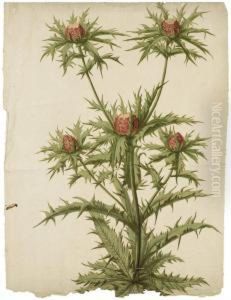 Branche De Chardons En Fleurs