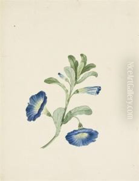 Une Branche De Belles De Jour Bleues ; Et Deux Iris Blancs A Coeurbleu Et Jaune - view 1