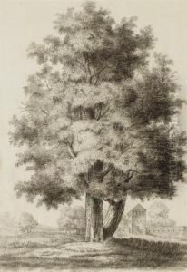 Ensemble De Quatre Etudes D'arbres