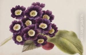 Une Pivoine Rayee Rose Et Blanche by Pancrace Bessa