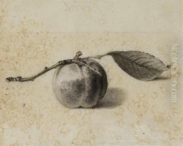 Ensemble De Quatre Dessins
Representant Des Etudes D'abricots, Decoings Et Une Grappe De Raisins - view 1