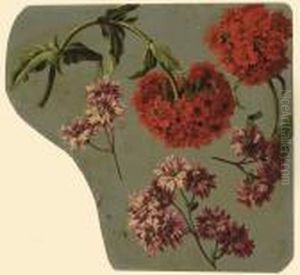 Chrysanthemes Mauves Et Lychnis Chalcedonia Rouge