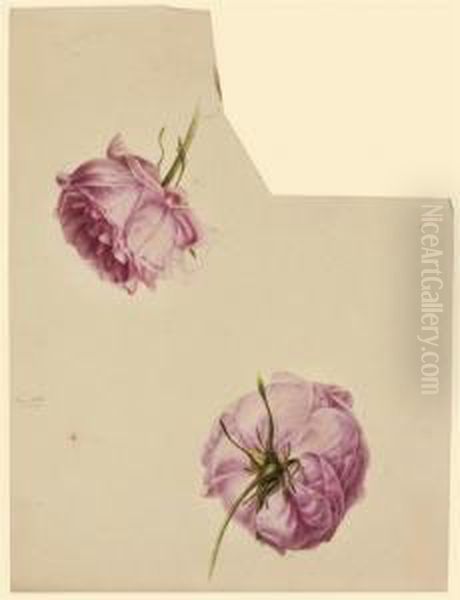 Deux Roses; Et Un Oeillet Fushia - view 1