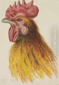 Tete De Coq by Pancrace Bessa