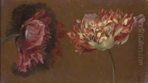Deux Fleurs De Pavot Roses Et Blanches by Pancrace Bessa