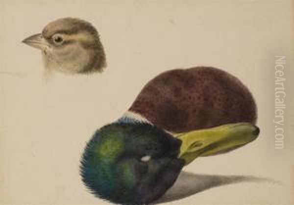 Une Tete D'oiseau Et Une Tete De Canard - view 1