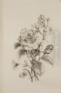 Deux Etudes Representant Des Branches De Rosiers; Et Une Rose by Pancrace Bessa