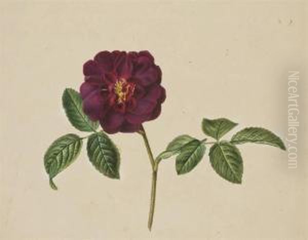 Une Fleur De Camelia Rouge - view 1