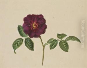 Une Fleur De Camelia Rouge by Pancrace Bessa