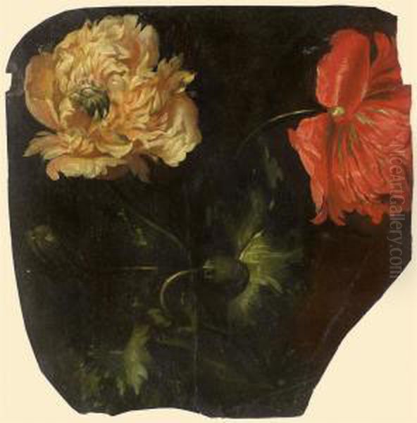 Deux Fleurs De Pavot, Une Rouge Et Une Blanche - view 1