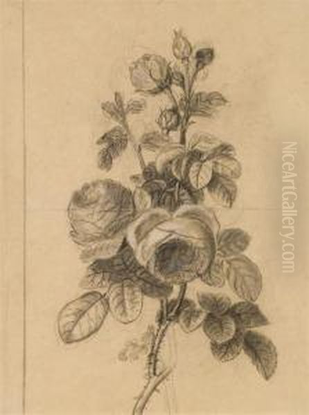 Branches De Rosiers En Fleurs - view 1