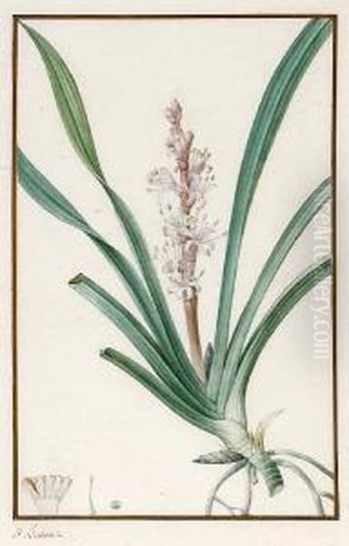 A Botanical Study; And Another Of A Similarsubject - view 1