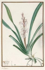 A Botanical Study; And Another Of A Similarsubject by Pancrace Bessa