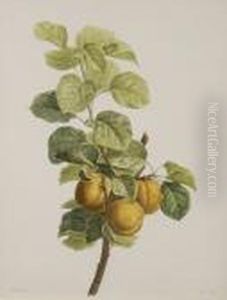 Pears And Leaves On A Bough by Pancrace Bessa