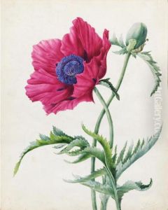 Study Of A Poppy by Pancrace Bessa