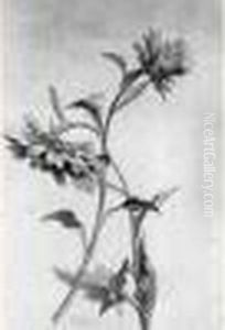 Marguerites