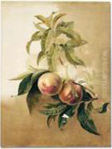 Study Of Peaches On A Branch by Pancrace Bessa