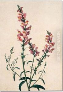 Study Of A Spray Of Snapdragons by Pancrace Bessa
