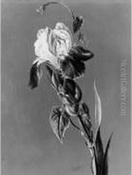 Etude D'iris. - view 1