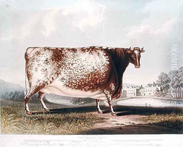 The Airedale Heifer, 1820 - view 1