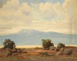 California Poppies