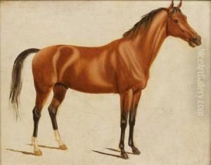 Etude De Cheval by Johann Jakob Biedermann