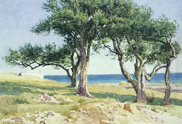 Old Olive Trees, Bordighera - view 1