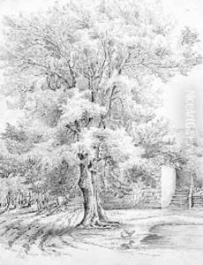 Sketch of an ash tree at Duffryn by Lucy Angeline Bacon