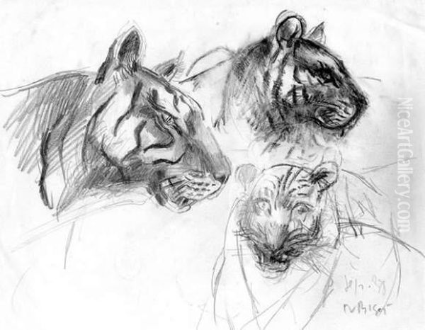 Etudes De Tigres - view 1