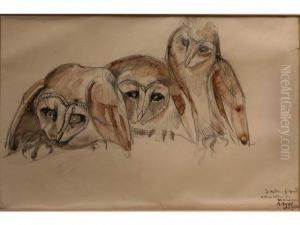 Chouettes