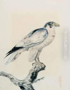 Faucon De Profil Sur Une Branche by Raymond Bigot
