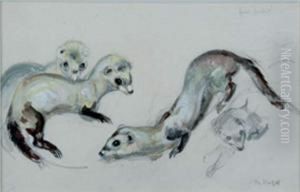 Furet Putoise, Etude