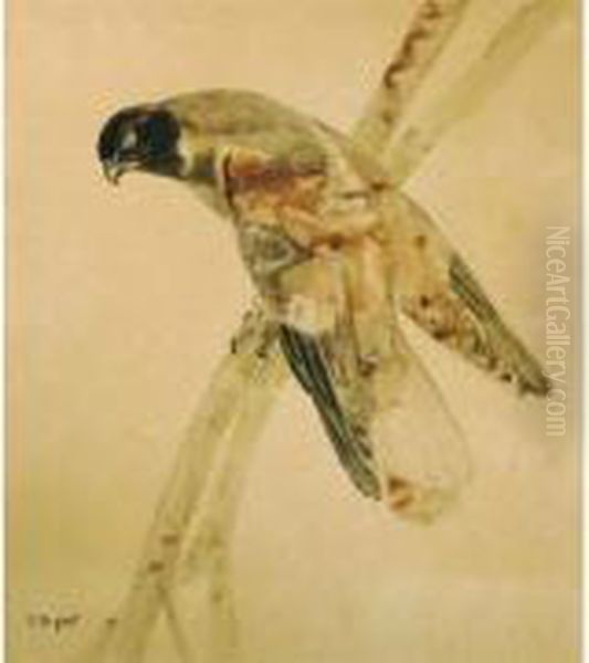 Rapace Sur Une Branche - view 1