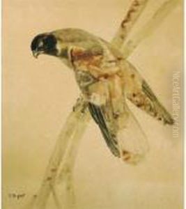 Rapace Sur Une Branche