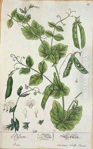 Pea, plate from 'Herbarium Blackwellianum' by the artist, 1757 by Elizabeth Blackwell